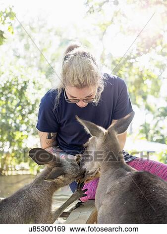 Young woman feeding Eastern grey kangaroos (Macropus giganteus) View Large Photo Image Stock Photo - Young woman feeding Eastern grey kangaroos (Macropus giganteus). Fotosearch
