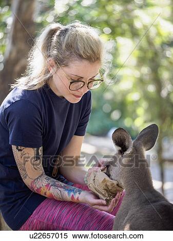 Stock Photography - Young woman feeding Eastern grey kangaroo (Macropus giganteus). Fotosearch