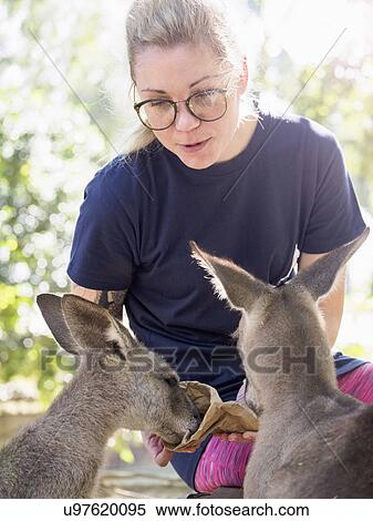 Stock Photography - Young woman feeding Eastern grey kangaroos (Macropus giganteus). Fotosearch