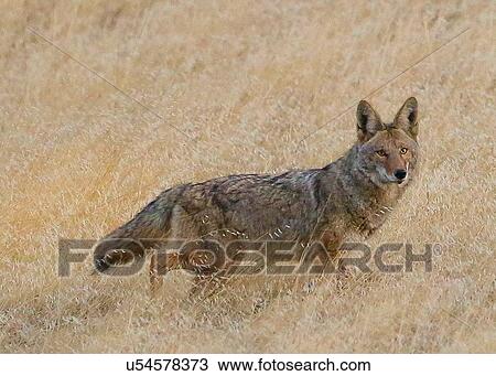 Stock Image - Coyote. Fotosearch