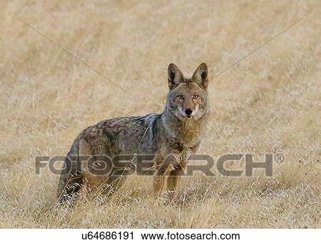 Stock Image - Coyote. Fotosearch