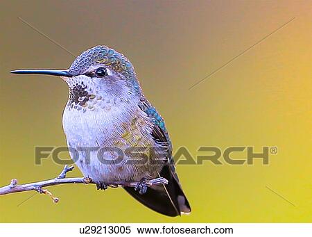 Stock Photography - Hummingbird. Fotosearch