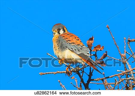 Picture - Kestrel. Fotosearch