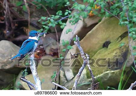 Stock Image - Kingfisher. Fotosearch