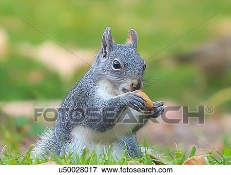 Stock Photo - Squirrel. Fotosearch