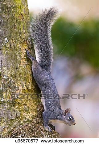 Stock Photo - Squirrel. Fotosearch