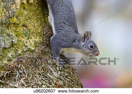 Squirrel View Large Photo Image Stock Photo - Squirrel. Fotosearch