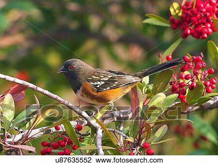 Towhee View Large Photo Image Stock Image - Towhee. Fotosearch