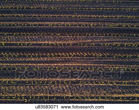 Stock Image - Aerial view of corn field. Fotosearch