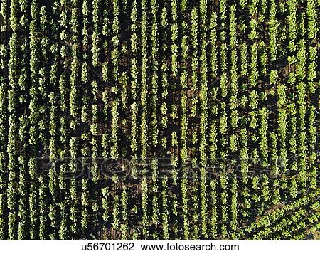 Stock Image - Aerial view of sunflower field. Fotosearch
