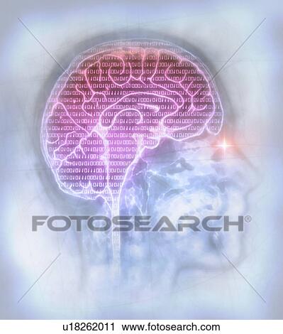 Artificial intelligence. Conceptual illustration of a human brain overlaid with binary digits, representing artificial intelligence, the simulation of human intelligence by a machine. Binary numbers, which contain only 1 and 0, form the language of... View Large Photo Image Stock Image - Artificial intelligence. Conceptual illustration of a human brain overlaid with binary digits, representing artificial intelligence, the simulation of human intelligence by a machine. Binary numbers, which contain only 1 and 0, form the language of.... Fotosearch