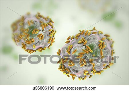 Stock Image - Bacterial vaginosis. Computer illustration of Gardnerella vaginalis bacteria (rods) attached to epithelial cells, known as clue cells. G. vaginalis is one of the species of bacteria that cause vaginosis. Clue cells are a diagnostic feature of.... Fotosearch