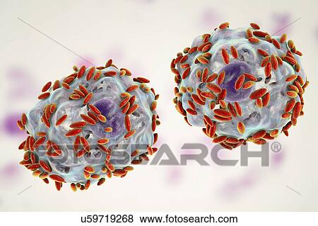 Stock Photo - Bacterial vaginosis. Computer illustration of Gardnerella vaginalis bacteria (rods) attached to epithelial cells, known as clue cells. G. vaginalis is one of the species of bacteria that cause vaginosis. Clue cells are a diagnostic feature of.... Fotosearch