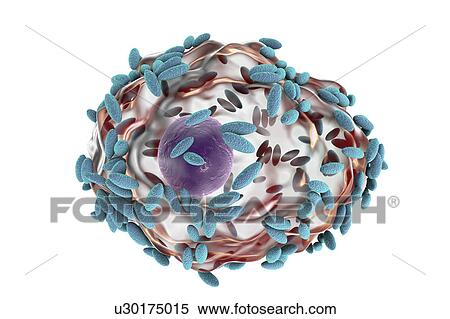 Stock Photography - Bacterial vaginosis. Computer illustration of Gardnerella vaginalis bacteria (rods) attached to an epithelial cell, known as a clue cell. G. vaginalis is one of the species of bacteria that cause vaginosis. Clue cells are a diagnostic feature of.... Fotosearch