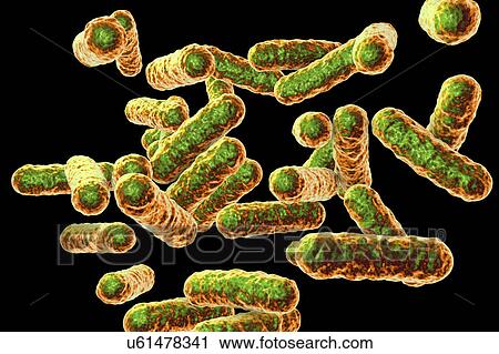 Stock Image - Bartonella quintana bacteria, illustration. Fotosearch