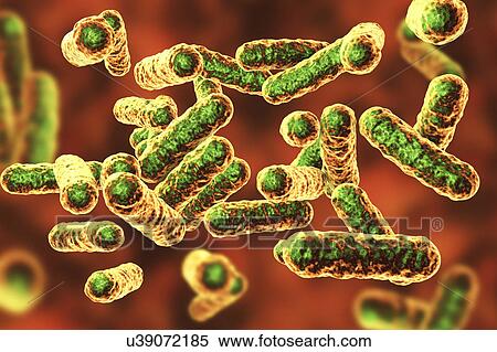 Bartonella quintana bacteria, illustration View Large Photo Image Stock Photography - Bartonella quintana bacteria, illustration. Fotosearch