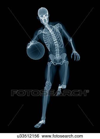 Stock Photograph - Basketball player's skeletal structure, illustration.. Fotosearch