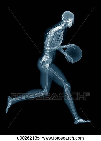 Basketball player's skeletal structure, illustration. View Large Photo Image Stock Photography - Basketball player's skeletal structure, illustration.. Fotosearch