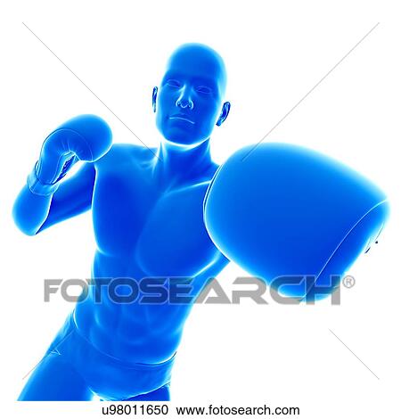 Boxer, illustration. View Large Photo Image Stock Image - Boxer, illustration.. Fotosearch