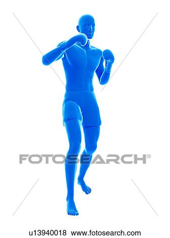 Boxer, illustration. View Large Photo Image Stock Photo - Boxer, illustration.. Fotosearch
