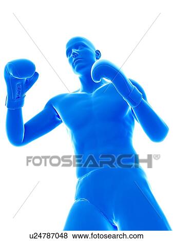 Stock Photo - Boxer, illustration.. Fotosearch