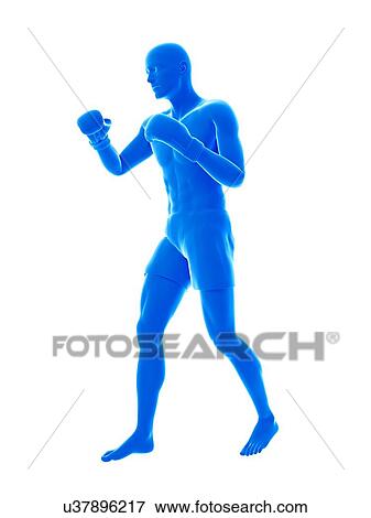 Boxer, illustration. View Large Photo Image Stock Photo - Boxer, illustration.. Fotosearch