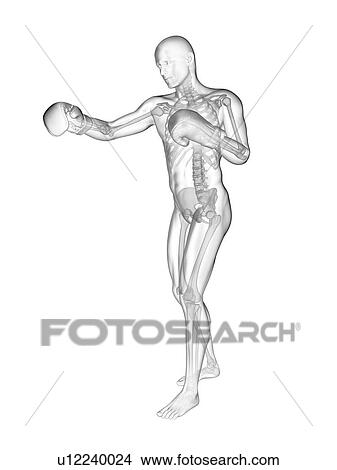 Boxer's skeletal structure, illustration. View Large Photo Image Picture - Boxer's skeletal structure, illustration.. Fotosearch