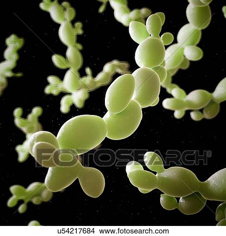 Candida albicans, illustration. View Large Photo Image Picture - Candida albicans, illustration.. Fotosearch