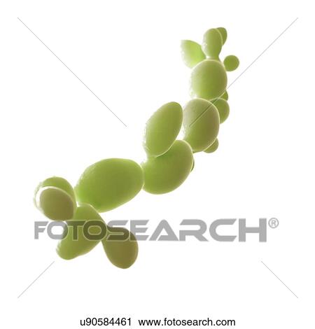 Candida albicans, illustration. View Large Photo Image Stock Image - Candida albicans, illustration.. Fotosearch