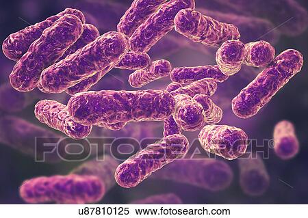 Cat-scratch disease bacteria, illustration View Large Photo Image Stock Photography - Cat-scratch disease bacteria, illustration. Fotosearch