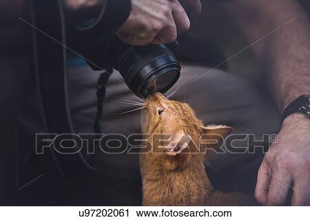 Stock Image - Cat sniffing camera lens. Fotosearch