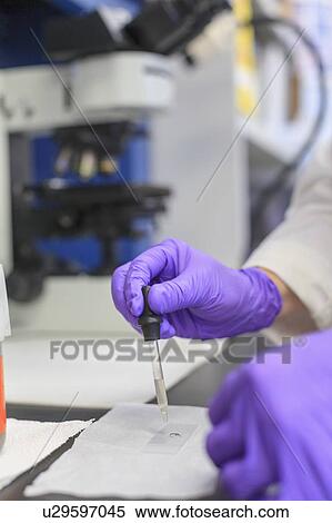 Stock Photography - Chemist placing a small amount of liquid on a slide.. Fotosearch