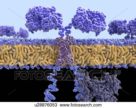 Stock Image - Chimeric antigen receptor, illustration. Fotosearch