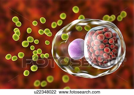 Chlamydia infection. Computer illustration of a cell infected with Chlamydia trachomatis bacteria. Elementary bodies (EBs, small green spheres), the non-replicating infectious form of the bacteria are seen outside the host cell. EBs infect the cell... View Large Photo Image Stock Image - Chlamydia infection. Computer illustration of a cell infected with Chlamydia trachomatis bacteria. Elementary bodies (EBs, small green spheres), the non-replicating infectious form of the bacteria are seen outside the host cell. EBs infect the cell.... Fotosearch