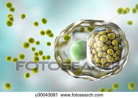 Chlamydia infection. Computer illustration of a cell infected with Chlamydia trachomatis bacteria. Elementary bodies (EBs, small dark green spheres), the non-replicating infectious form of the bacteria are seen outside the host cell. EBs infect the... View Large Photo Image Stock Image - Chlamydia infection. Computer illustration of a cell infected with Chlamydia trachomatis bacteria. Elementary bodies (EBs, small dark green spheres), the non-replicating infectious form of the bacteria are seen outside the host cell. EBs infect the.... Fotosearch