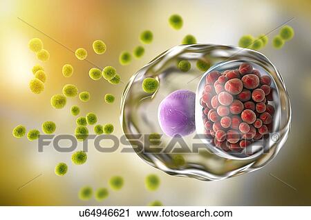 Chlamydia infection. Computer illustration of a cell infected with Chlamydia trachomatis bacteria. Elementary bodies (EBs, small green spheres), the non-replicating infectious form of the bacteria are seen outside the host cell. EBs infect the cell... View Large Photo Image Stock Image - Chlamydia infection. Computer illustration of a cell infected with Chlamydia trachomatis bacteria. Elementary bodies (EBs, small green spheres), the non-replicating infectious form of the bacteria are seen outside the host cell. EBs infect the cell.... Fotosearch