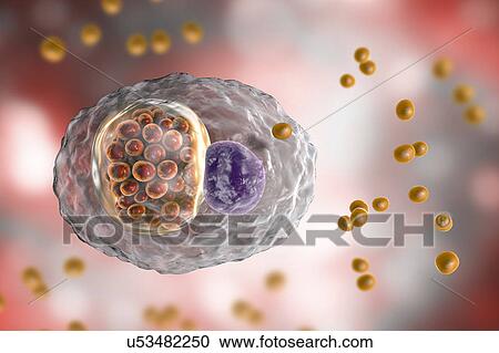 Chlamydia psittaci bacteria, illustration View Large Photo Image Stock Image - Chlamydia psittaci bacteria, illustration. Fotosearch