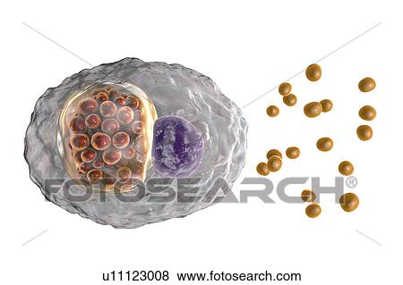Stock Photo - Chlamydia psittaci bacteria, illustration. Fotosearch