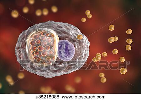 Stock Photo - Chlamydia psittaci bacteria, illustration. Fotosearch