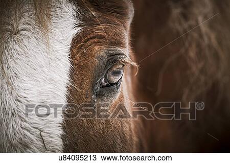 Stock Image - Close-up of the left eye of a horse.. Fotosearch