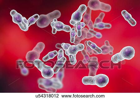 Stock Image - Clostridium bacteria, illustration. Fotosearch