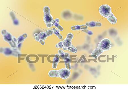Clostridium bacteria, illustration View Large Photo Image Stock Photo - Clostridium bacteria, illustration. Fotosearch