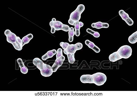 Stock Photo - Clostridium bacteria, illustration. Fotosearch