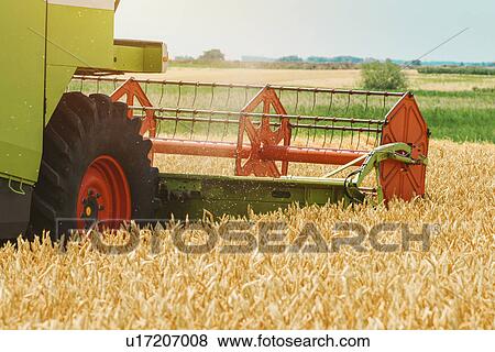 Stock Photo - Combine harvester harvesting wheat crop. Fotosearch