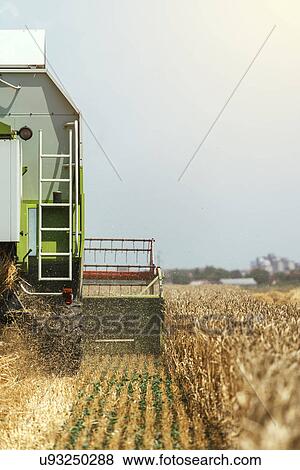 Combine harvester harvesting wheat crop View Large Photo Image Stock Photo - Combine harvester harvesting wheat crop. Fotosearch