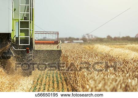 Stock Photography - Combine harvester harvesting wheat crop. Fotosearch
