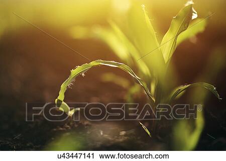 Corn seedling in soil View Large Photo Image Stock Image - Corn seedling in soil. Fotosearch