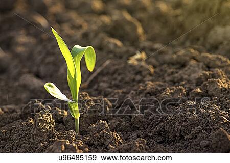 Corn seedling in soil View Large Photo Image Stock Photo - Corn seedling in soil. Fotosearch