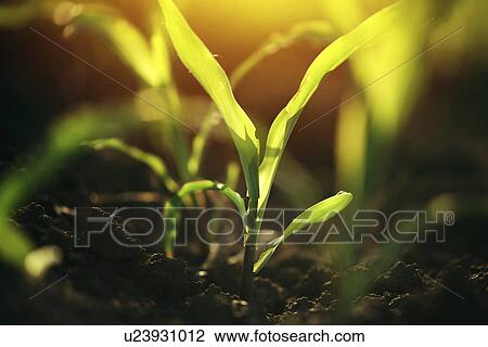 Stock Image - Corn seedlings in soil. Fotosearch