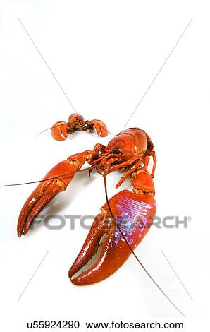 Stock Image - Crayfish tagged with microchip. Fotosearch